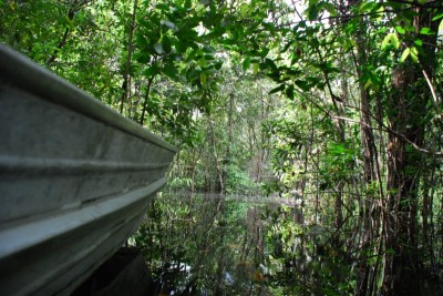 Boat trip in the flooded forest (igapó).